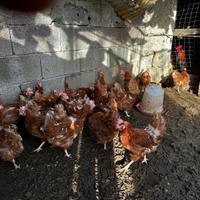 Galline