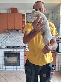 Chihuahua