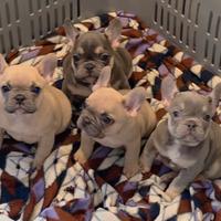 Cuccioli Bulldog Francese