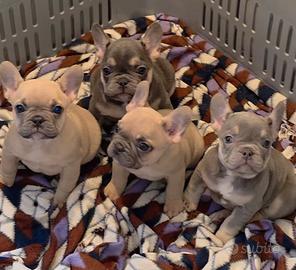 Cuccioli Bulldog Francese