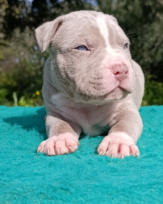 Pitbull