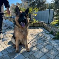 Cucciolona di pastore tedesco