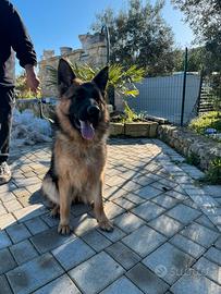 Cucciolona di pastore tedesco