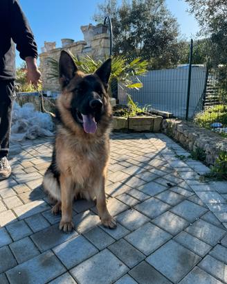 Cucciolona di pastore tedesco