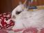 Immagine 1