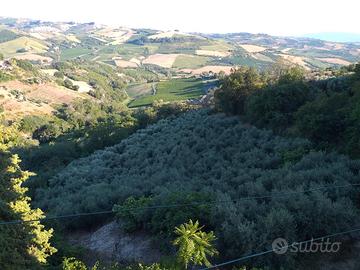 Terreno agricolo con annesso uliveto
