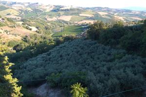Terreno agricolo con annesso uliveto