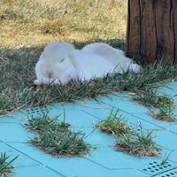 Vendita coniglio ariete nano