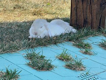 Vendita coniglio ariete nano