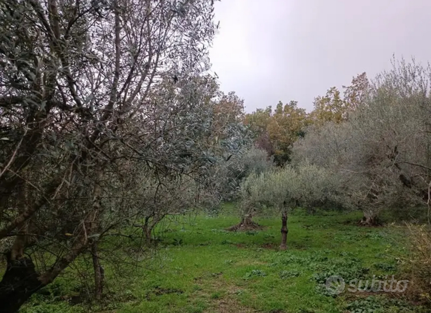 Terreno agricolo - Altro