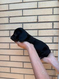 Bassotta nana completamente nera (solid black)