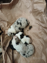 Cuccioli pastore australiano