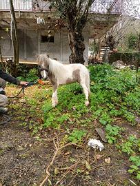Mini pony