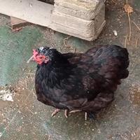 Gallina Cocincina nana