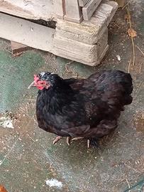 Gallina Cocincina nana