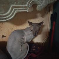 Gatti Don Sphynx