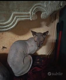Gatti Don Sphynx
