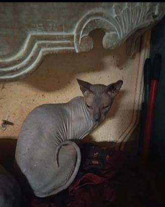 Gatti Don Sphynx