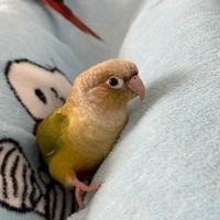 Pyrrhurah molinae (conuro guance verdi)