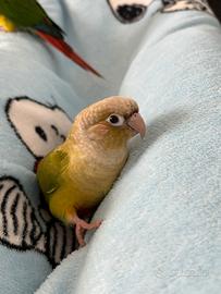 Pyrrhurah molinae (conuro guance verdi)