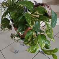 Un angolo verde per la tua casa