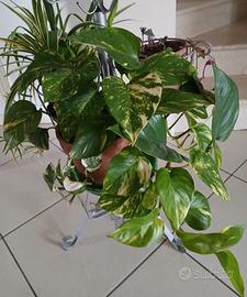 Un angolo verde per la tua casa