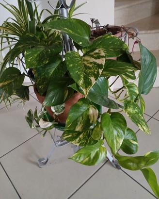 Un angolo verde per la tua casa