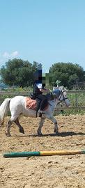 Pony scuola 