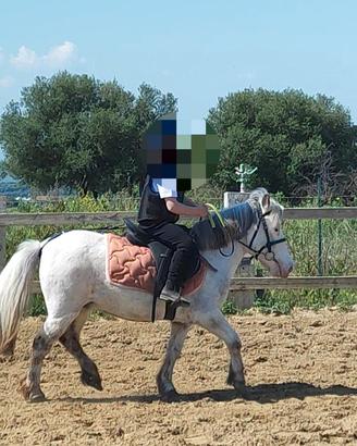 Pony scuola 