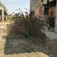 Coppia di pavoni