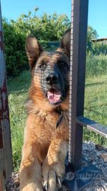 Cucciolo pastore tedesco