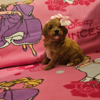 Maltipoo cuccioli