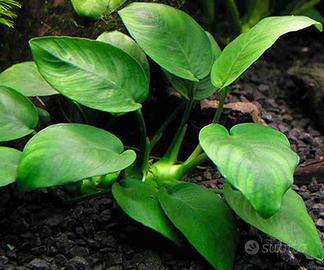 Anubias barteri nana - pianta acquario