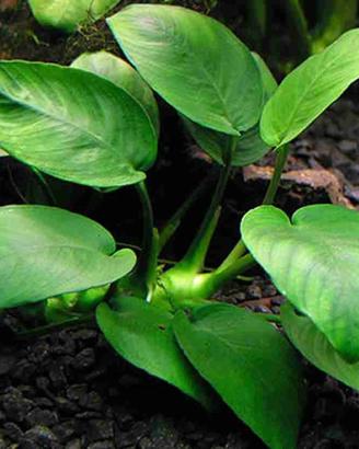 Anubias barteri nana - pianta acquario