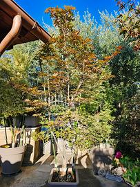 ACER PALMATUM EMPEROR 1 ROSSO  ANGUILLARA SABAZIA