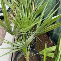 PALMA DI SAN PIETRO (  CHAMAEROPS  HUMILIS)