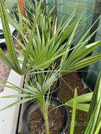 PALMA DI SAN PIETRO (  CHAMAEROPS  HUMILIS)