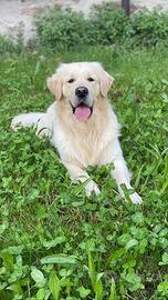 Monta Golden Retriever