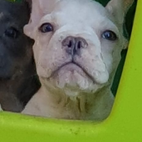 Cucciolo di Bulldog Francese
