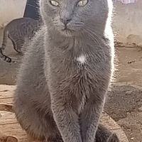 Gatto grigio in adozione