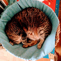 Dog Sitter cat Sitter Treviso