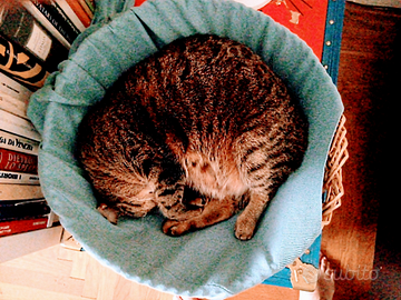 Dog Sitter cat Sitter Treviso