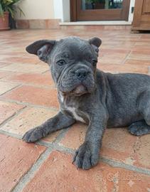 Bulldog francese