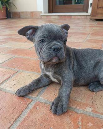 Bulldog francese