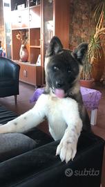 Akita americano cuccioli