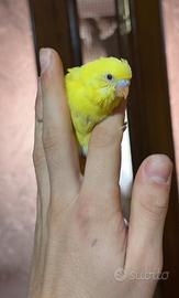 Ultimo sole disponibile