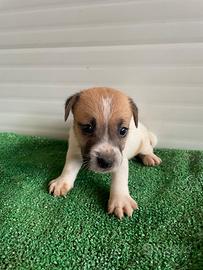 Jack russell Cuccioli