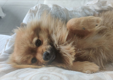 Femmina Spitz disponibile per accoppiamento