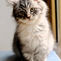 Gatti siberiani. Cucciolo