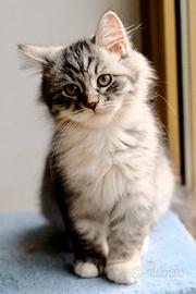 Gatti siberiani. Cucciolo